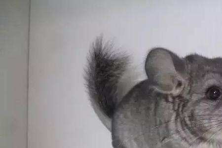 龙猫多长时间生一窝