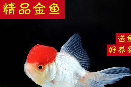金鱼是海水鱼还是淡水鱼