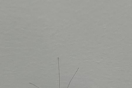 深圳的小蚊子叫什么