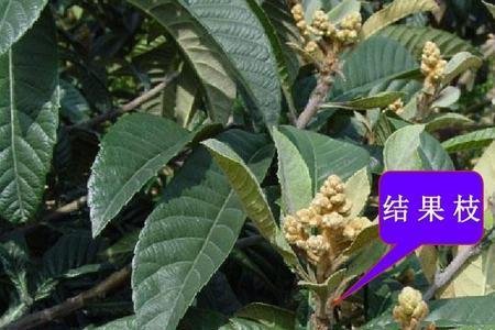 橡子树的生物学特性