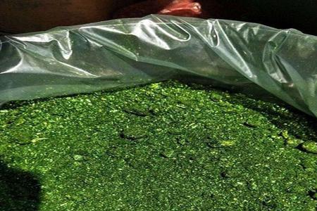 鱼缸下孔雀石绿用开杀菌灯吗