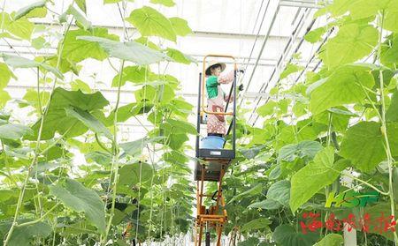 暖房送什么水果寓意好