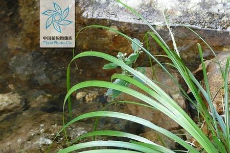 石菖蒲产地