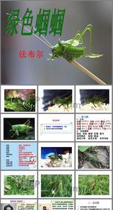 绿蝈蝈是大自然的什么