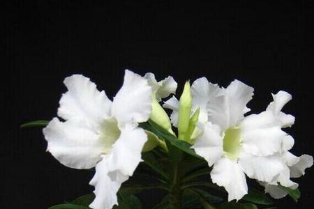 沙漠玫瑰的小燕子的花期多久