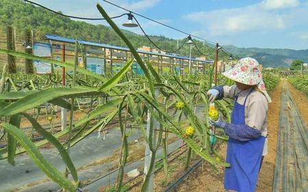 燕窝果种植技术