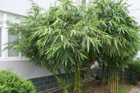 竹子叶子不茂盛
