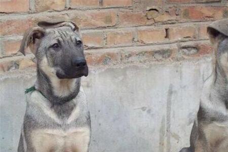 狼青幼犬几个月喂肉