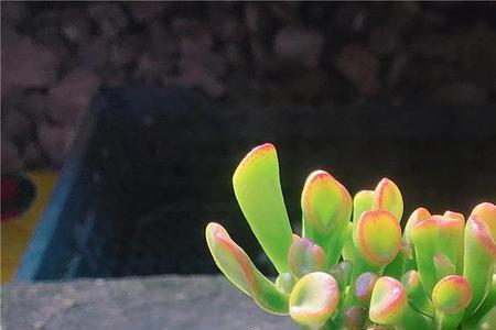 夏季吸财树可以放在卧室吗