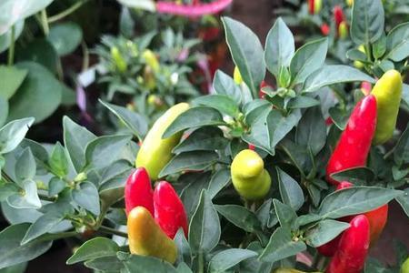 朝天椒盆栽种植方法