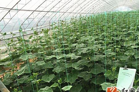 南宁蔬菜基地有哪些