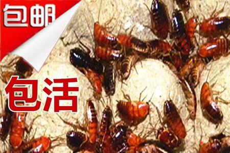 樱桃蟑螂能长多大