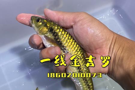 吉罗鱼温顺吗