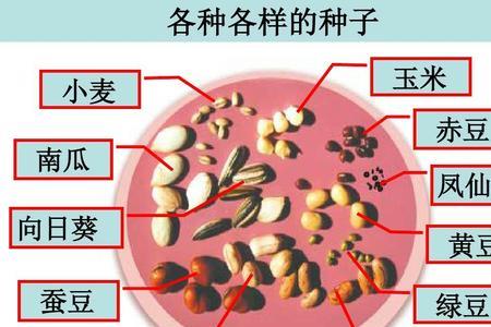 形态和外形有什么区别