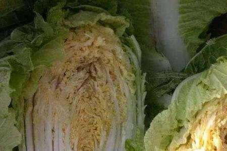 大白菜出现多头是什么原因
