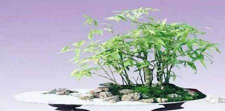 竹子盆景修剪技巧口诀