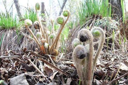 山野菜猴爪子怎么做