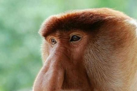 小猴子的外形特征