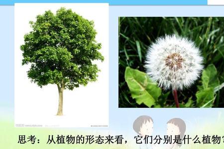 各种植物的特点