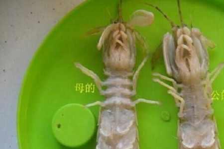 对虾怎么计算数量