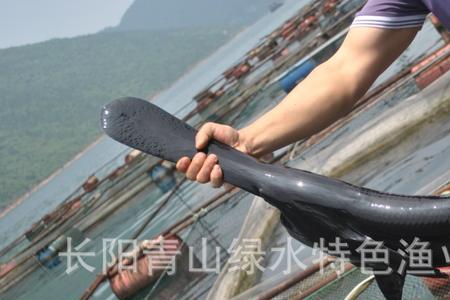 鸭嘴鱼可以自然生长繁殖吗