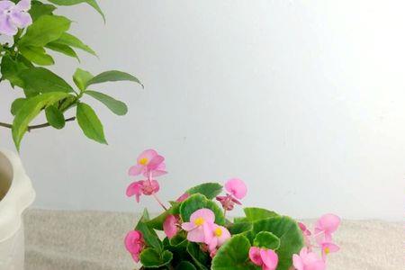 四季海棠和玻璃翠是一样吗