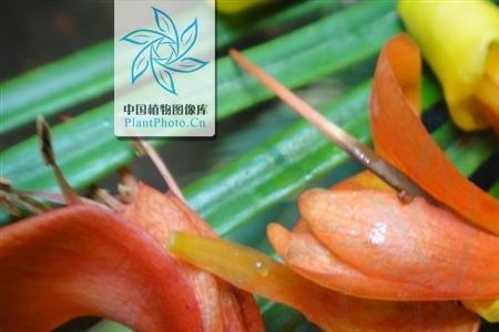 橄榄橙是什么地方的