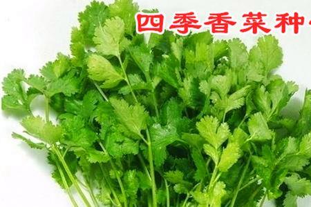 四季香菜和小叶香菜有什么区别