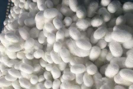 平面茧怎么防止蚕乱爬