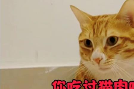 吃猫肉的含义