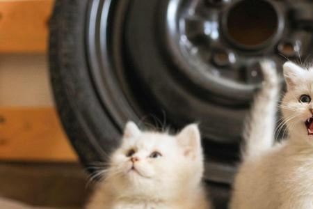 为什么家里不能养猫超过3年
