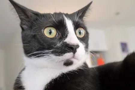 小猫咪一直瞪你怎么办