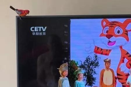 巴拉虎是哪部电影的人物