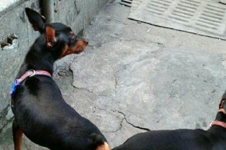 小鹿犬和巴哥犬哪个好养