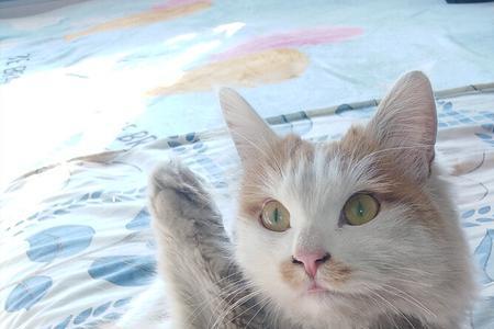怎样和猫咪打招呼