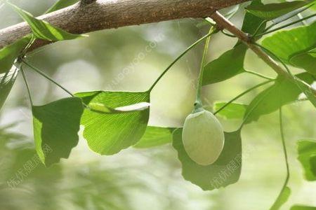 嫁接的银杏果实有多大