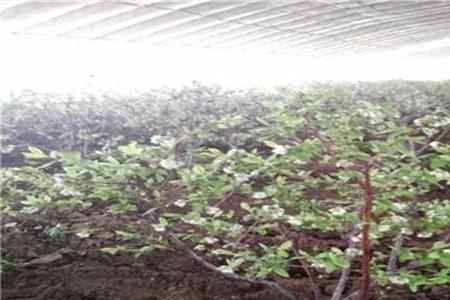 来宝蓝梅怎样种植露天大田种植