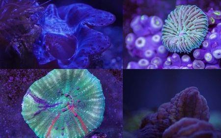 世界上最大的海洋植物是