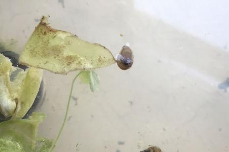 蜗牛放在水里会死吗