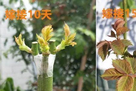 八月份怎么嫁接月季
