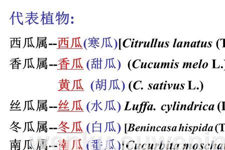 葫芦科和茄科形态特征的差异