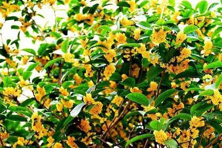 桂花果什么时候可以摘