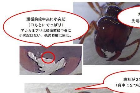 红蚁的蚁后什么样子