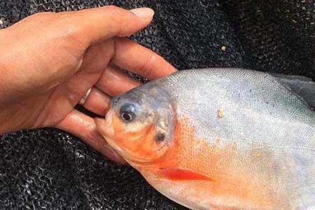 金鲳鱼和海晶鱼是一种鱼吗