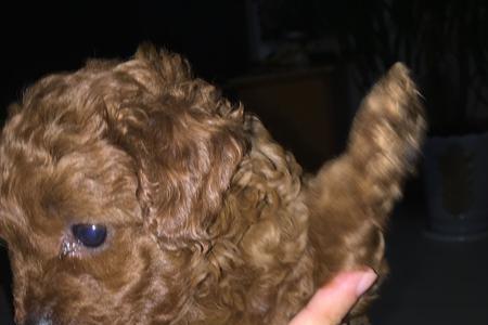 泰迪犬母的干净还是公的干净