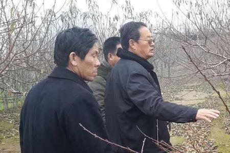 桃树一杆三枝如何修剪