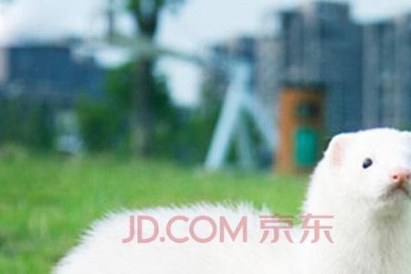 丹麦貂怎么清洗