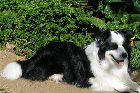 边牧和马犬哪个好养