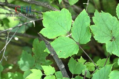 三回羽状复叶与三出复叶的区别