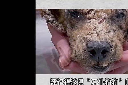 全身石化啥意思